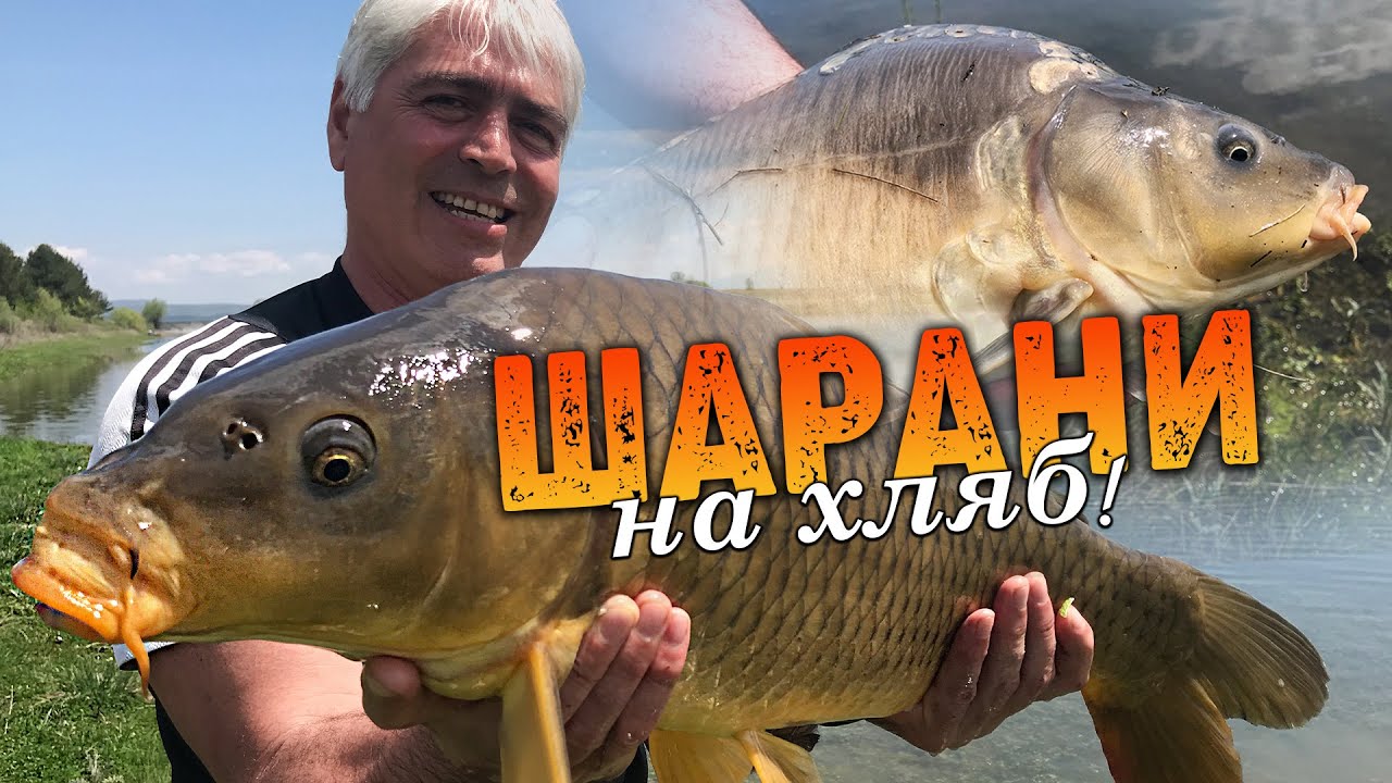 ШАРАНИ на ХЛЯБ /  Каракуди и шарани по селски...