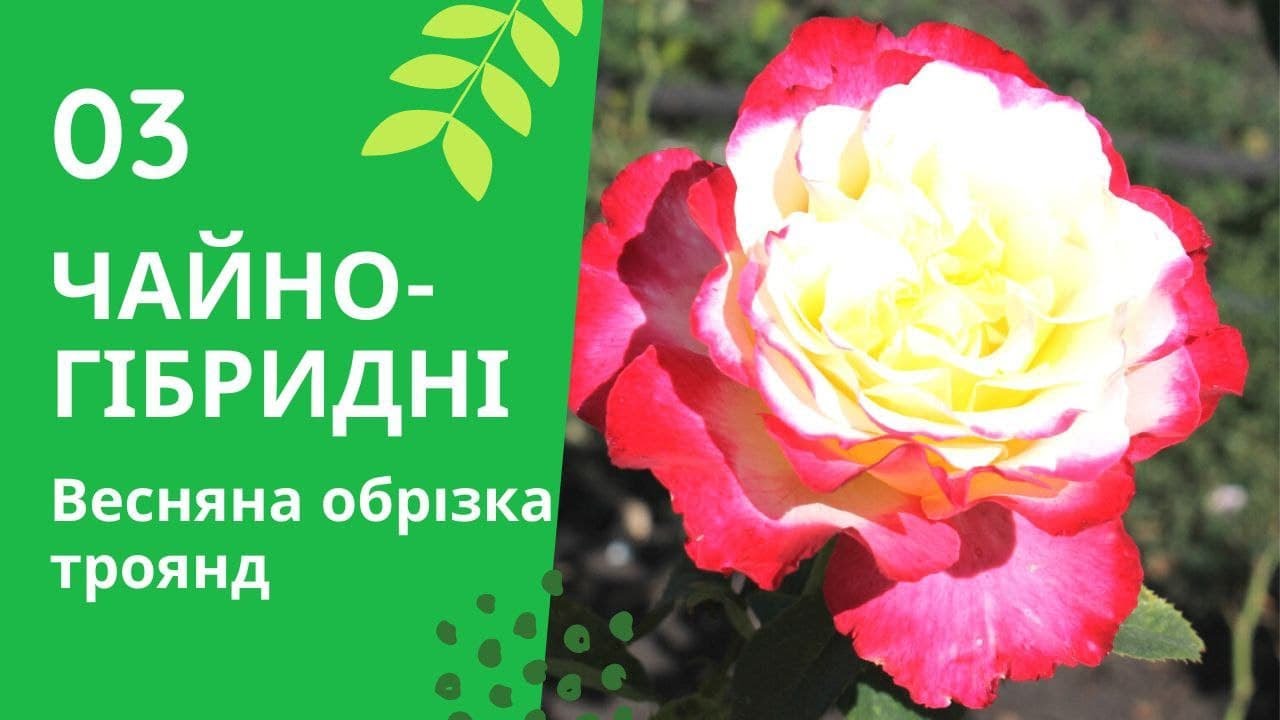 Весняна обрізка троянд. Чайно-гібридні