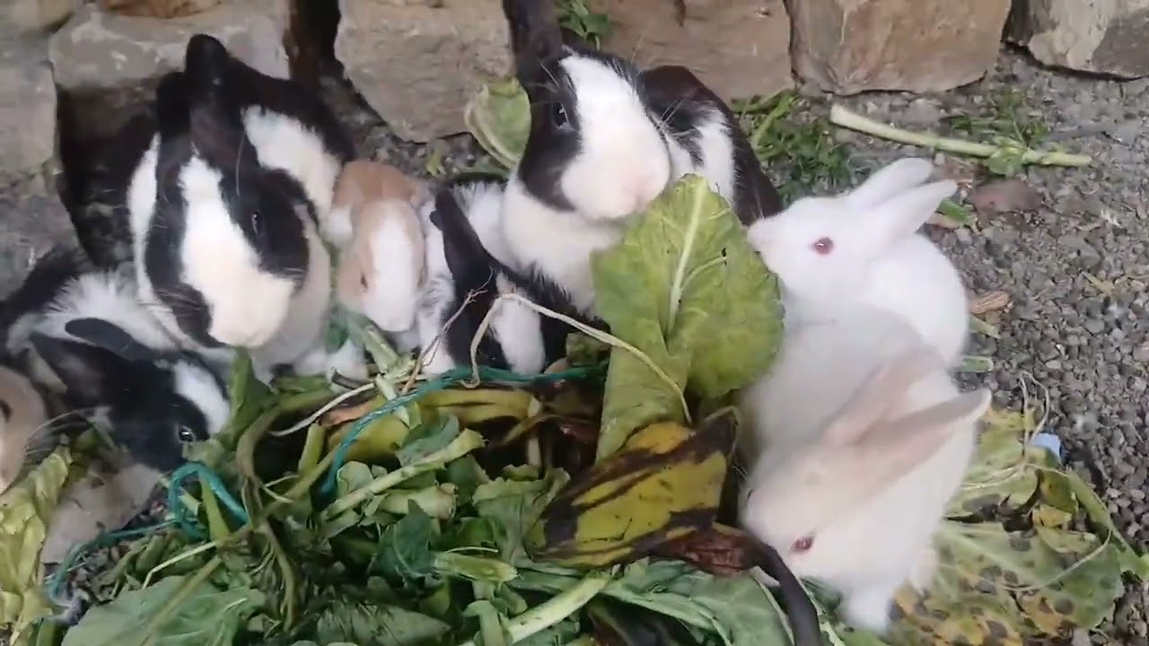 Feeding Rabbits The Right way #Farming