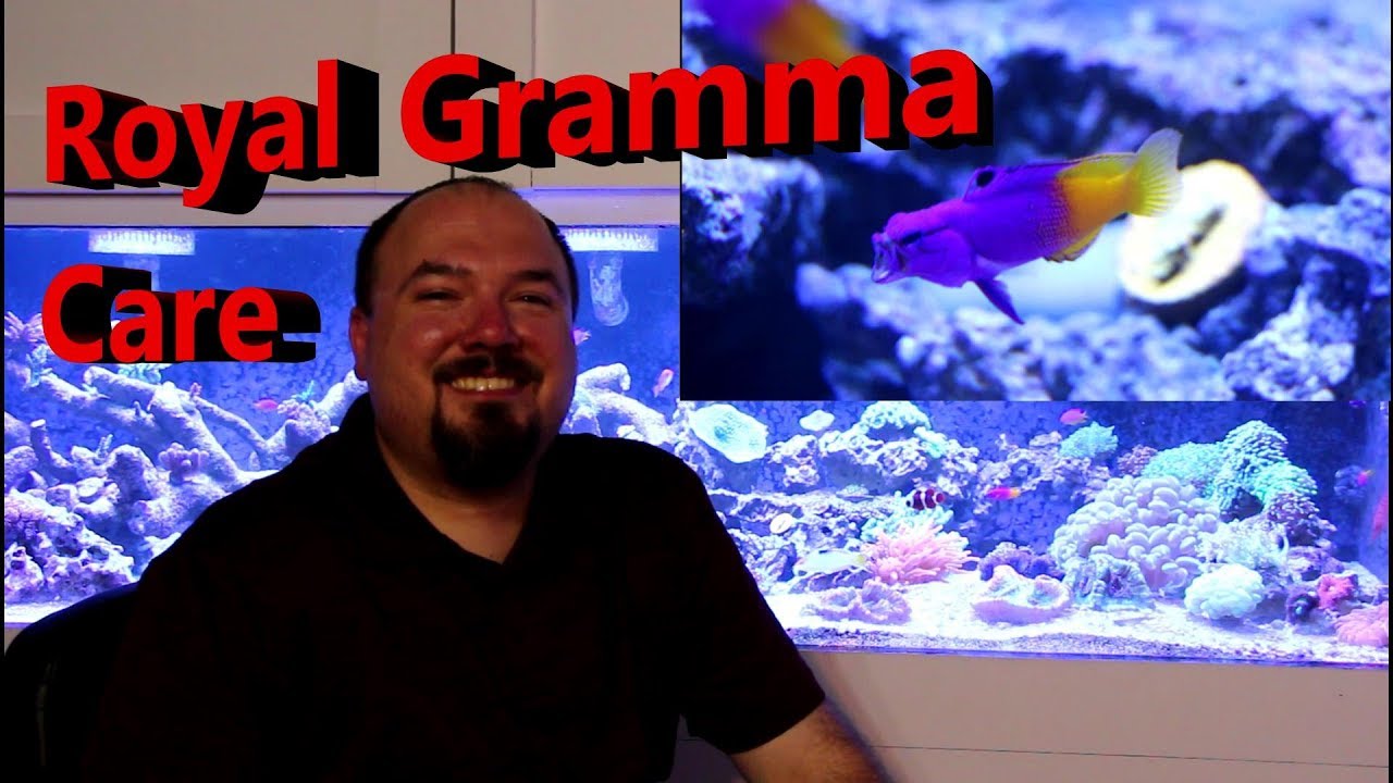 Royal Gramma Care