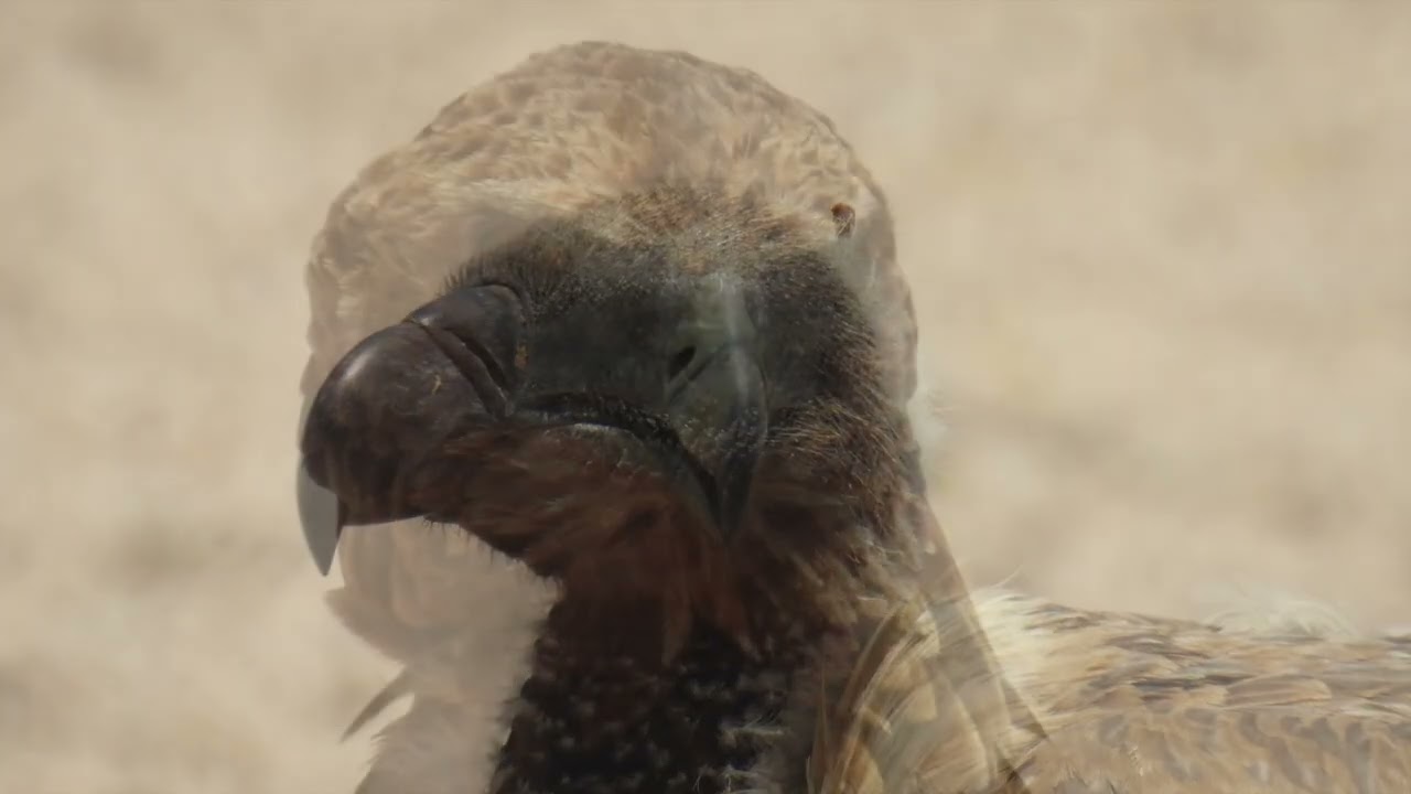Mabuasehube - Kgalagadi nov 2017