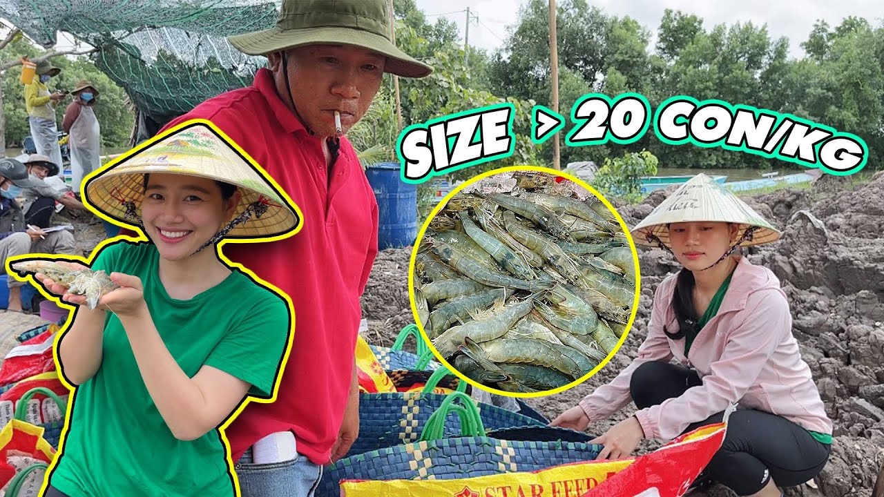 Ăn mừng lớn Cha Ánh Kua nuôi tôm CNC được Size lớn 20con/ kg