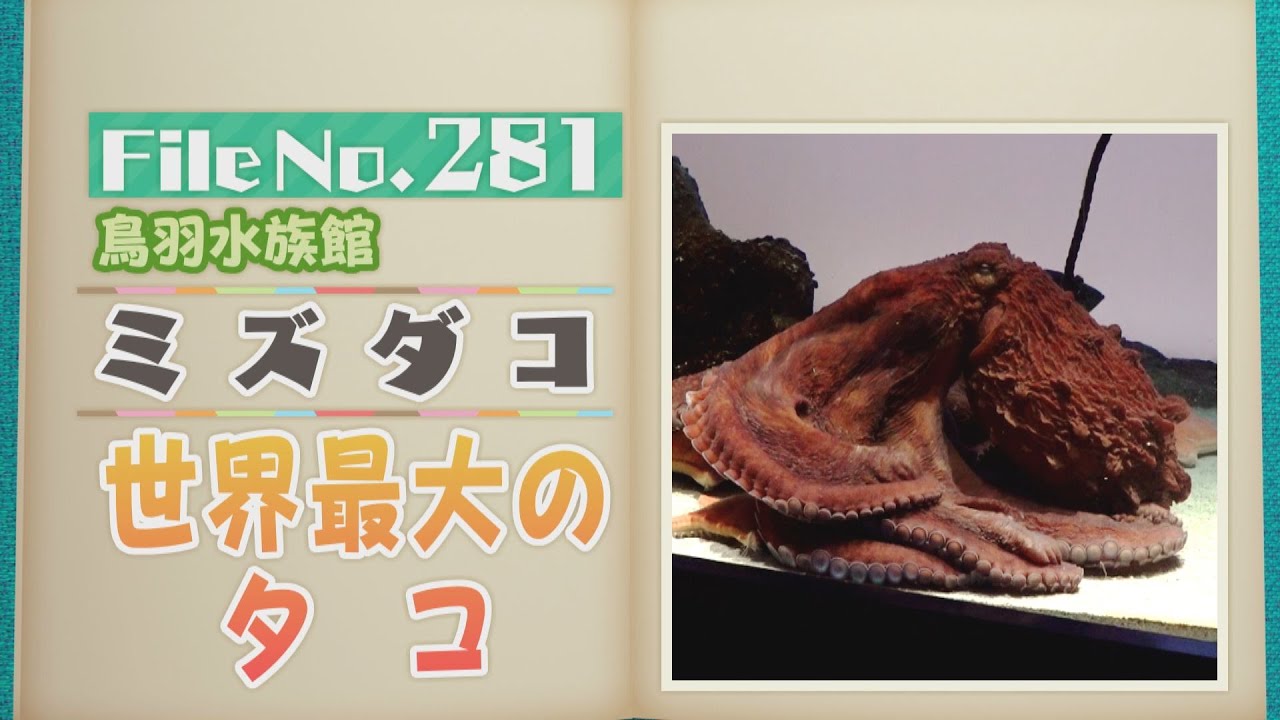 世界最大のタコ「ミズダコ」はかくれんぼが上手！ ストレス解消法は…？ 三重・鳥羽水族館【どうぶつZOO鑑】