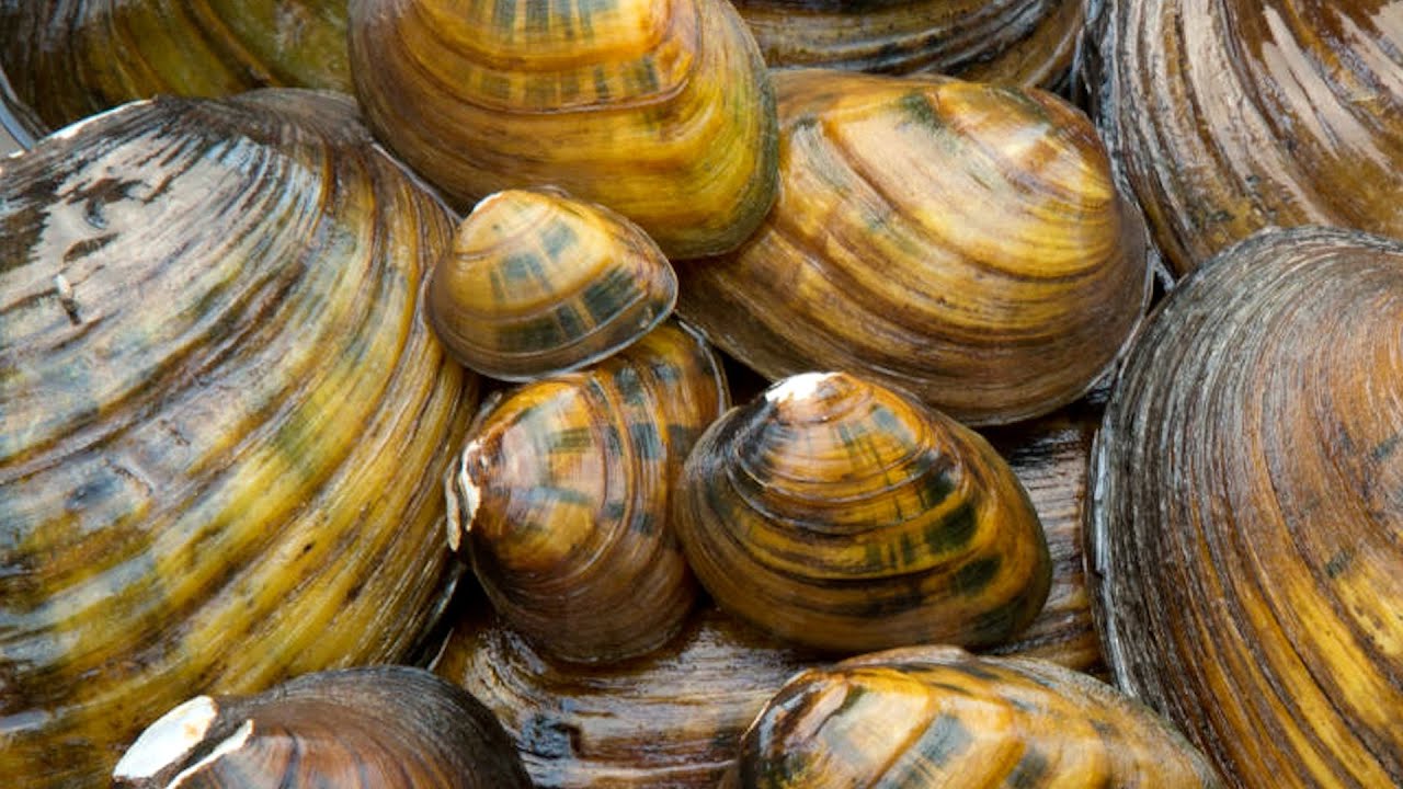 Understanding mussels and how they age