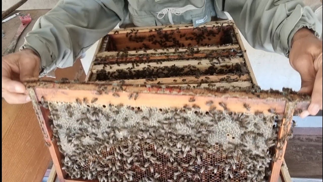 المفاجأة : فحص دوري في الخريف لخلية النحل يتحول إلى فرز كمية من العسل ، ما شاء الله.