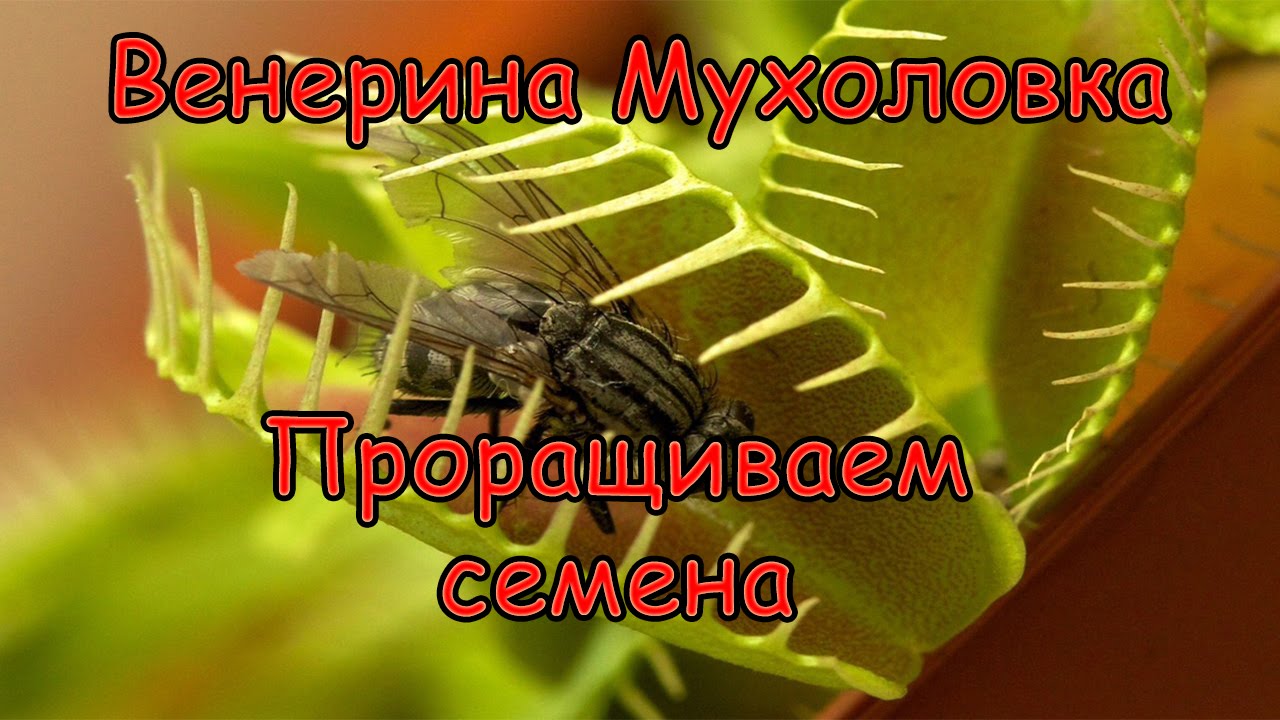 Как Вырастить Венерину Мухоловку (Дионея) из семян