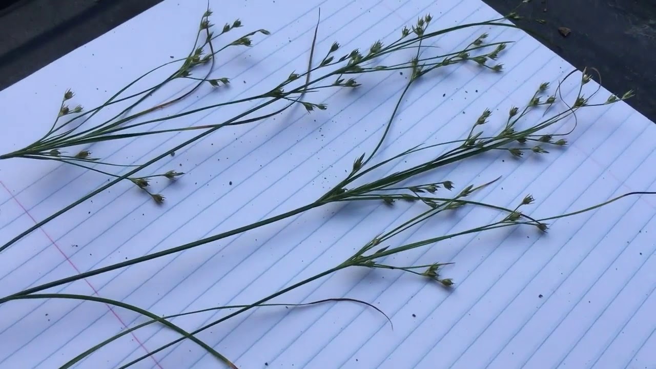 Rush: a grass imposter!