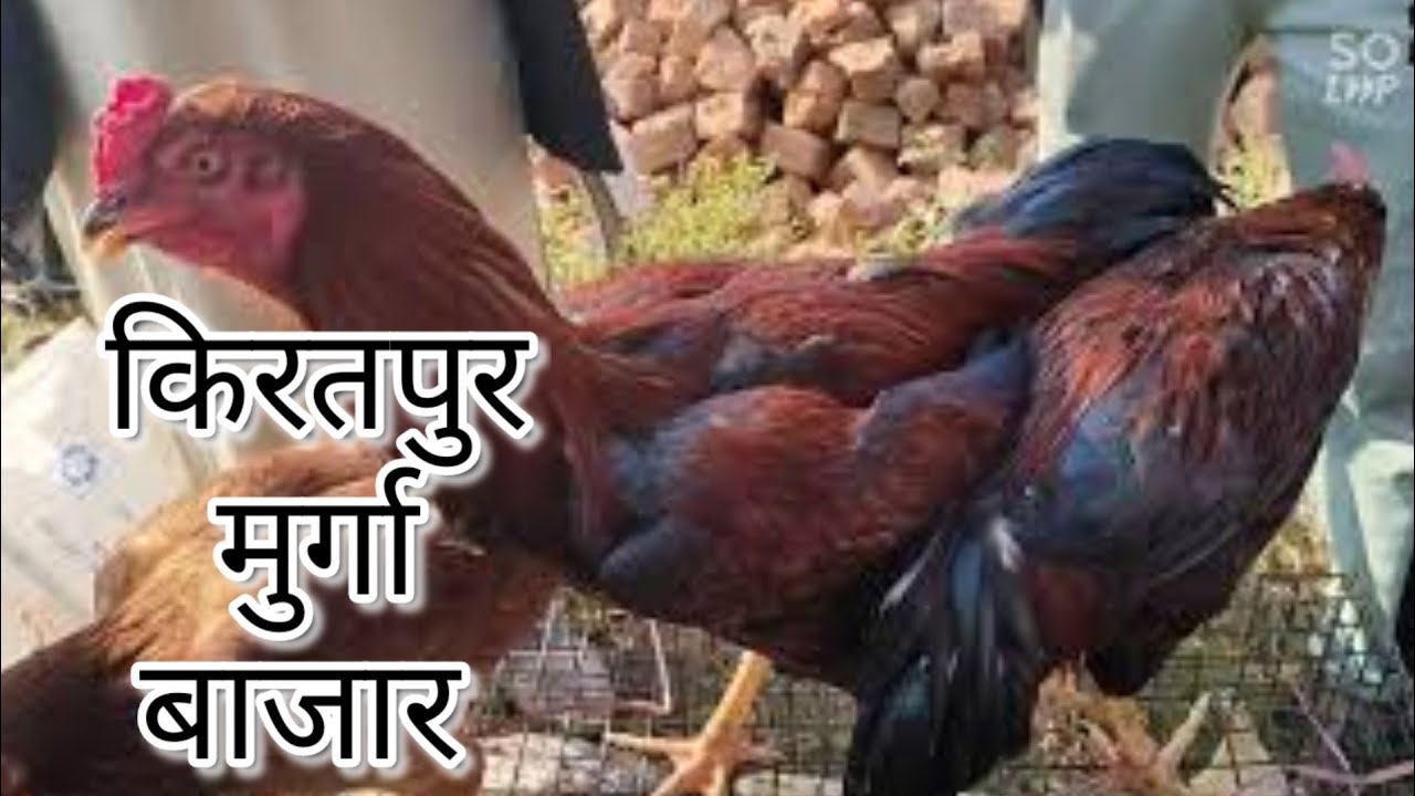 किरतपुर मुर्गा बाजार जिला बिजनौर उत्तर प्रदेश / Hen market / Sunday market / Kiratpur murga market