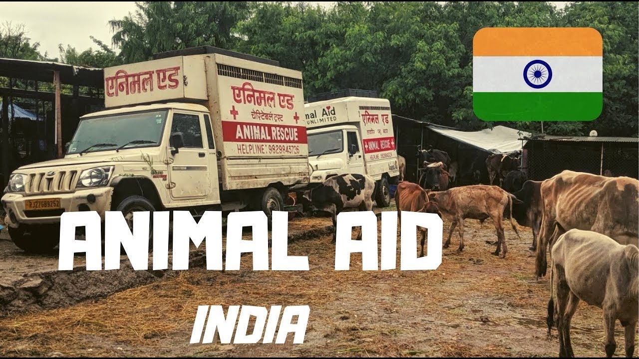VOLUNTEER WITH ANIMALS IN INDIA - ANIMAL AID UNLIMITED