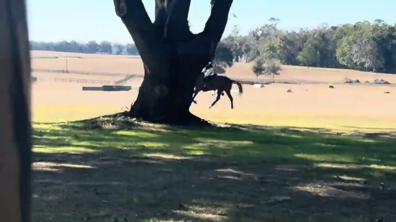 Flint XC at Majestic Oaks BN 1/28/26