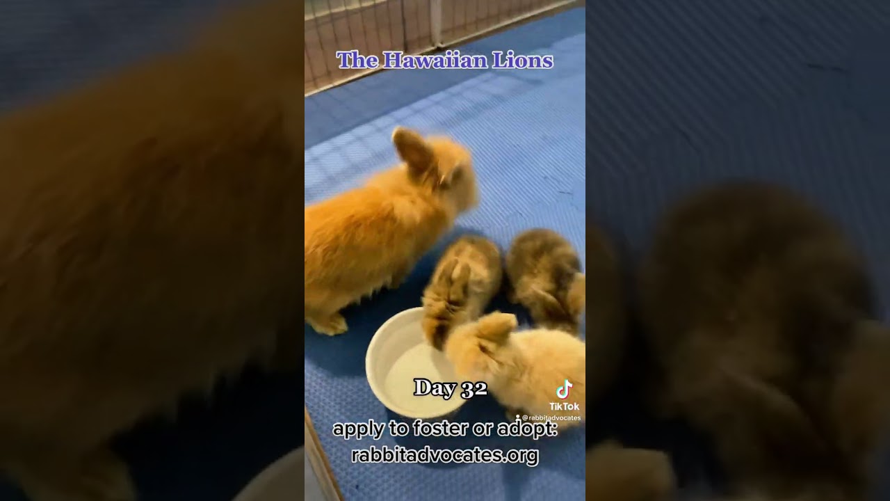 Baby Lionhead Bunnies &ldquo;The Hawaiian Lions&rdquo; 🦁
