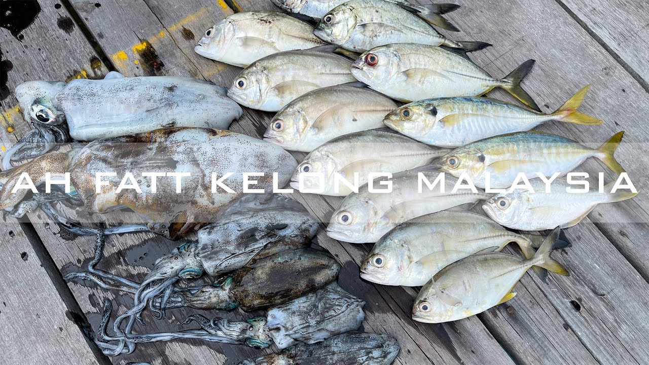 Ah Fatt Kelong Fishing | Memancing Di Malaysia | Ajing Game | Part 1