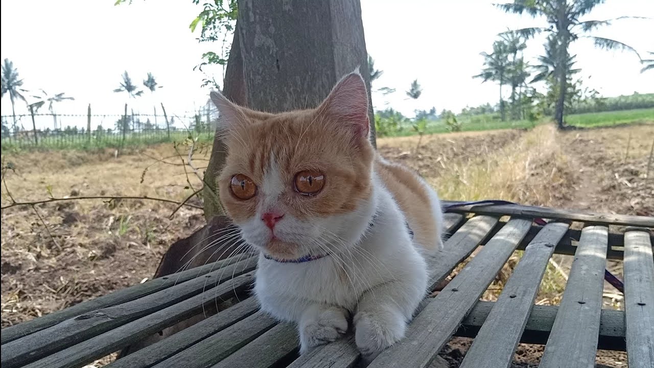 田んぼでくつろぐかわいい猫