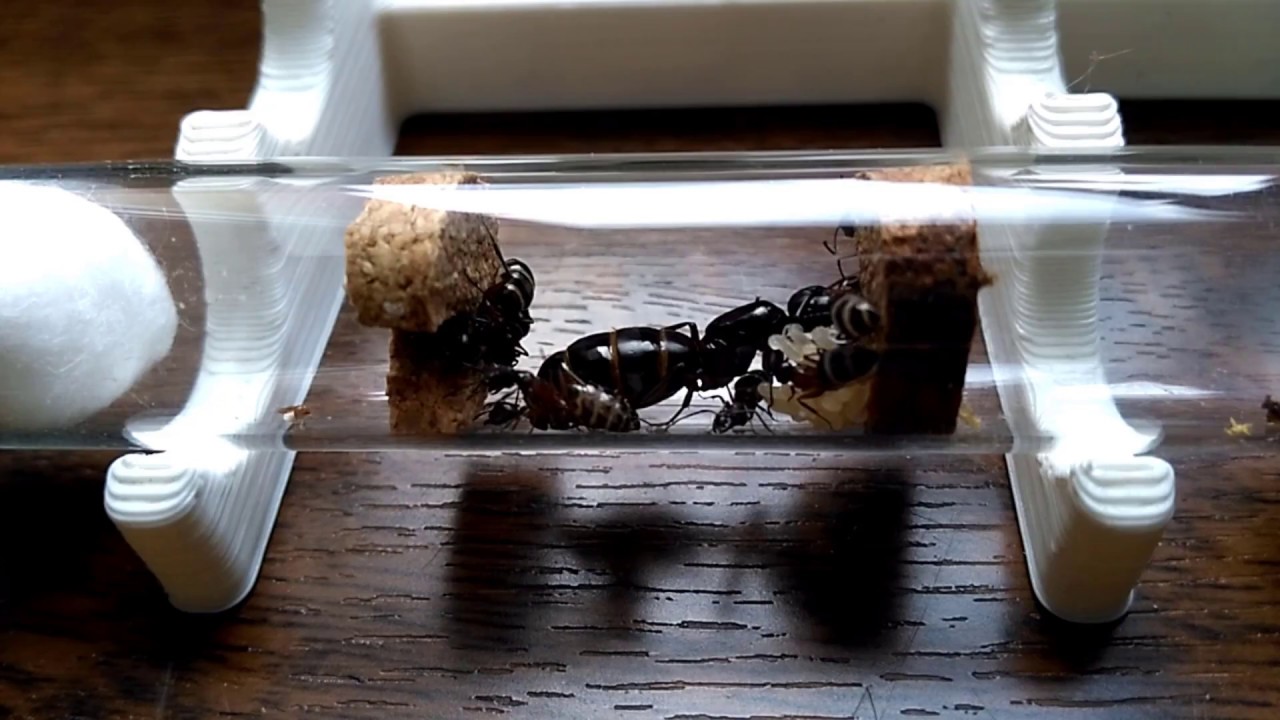 Camponotus herculeanus
