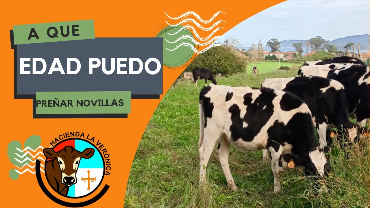 A QUE EDAD PUEDO PRE&Ntilde;AR A MIS NOVILLAS?