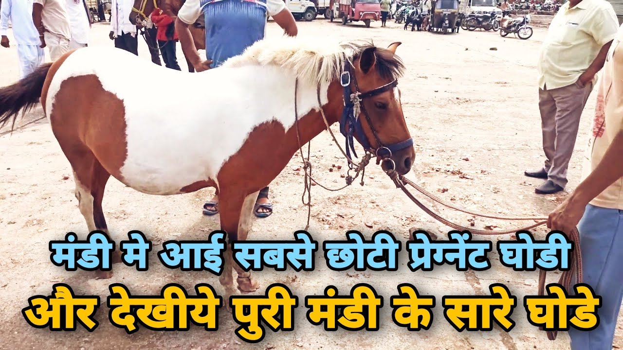 देखीये एकसाथ पुरी मंडी के घोडे।।yeola ghoda mandi | yeola horse market |horse for Sale