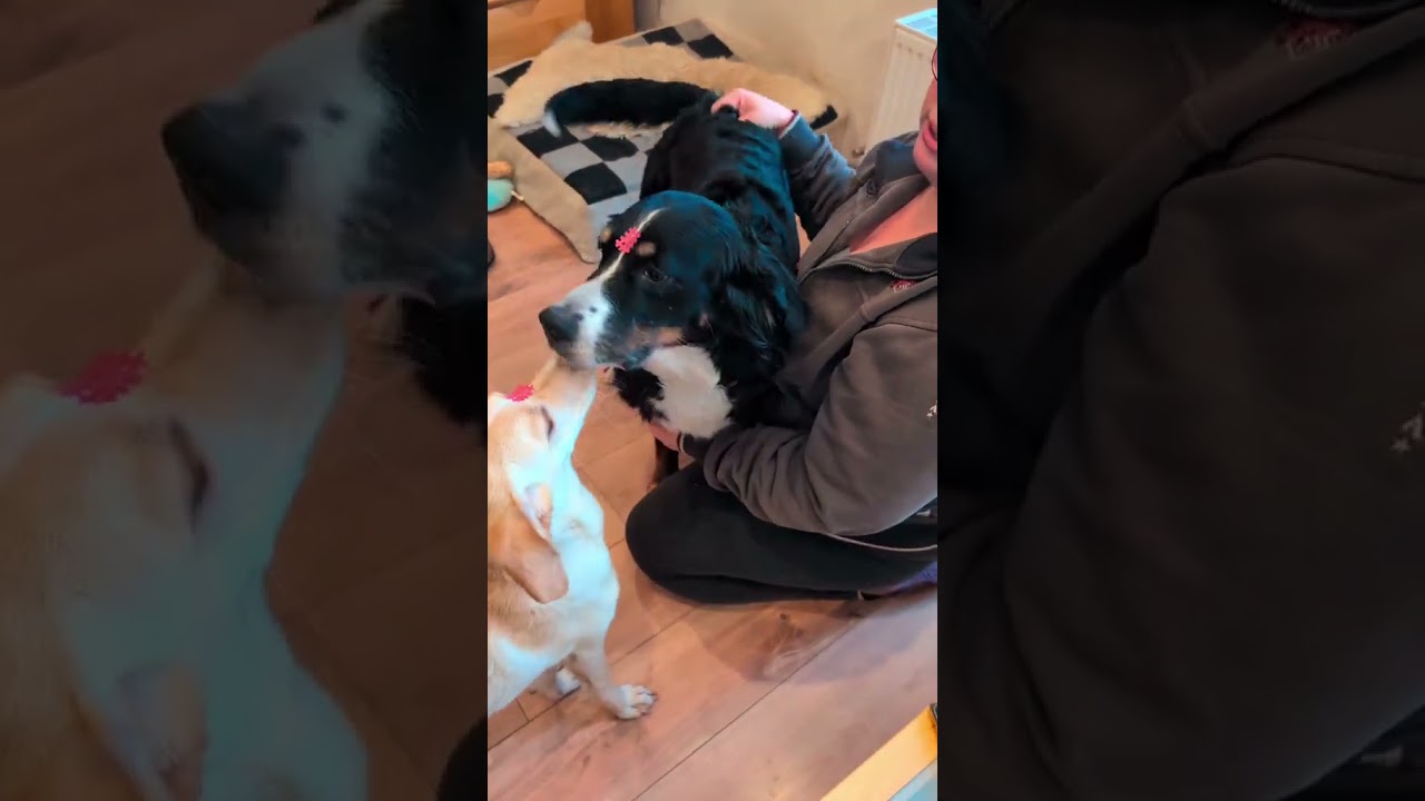 So kannst ängstlichen Tiere durch Silvester helfen 