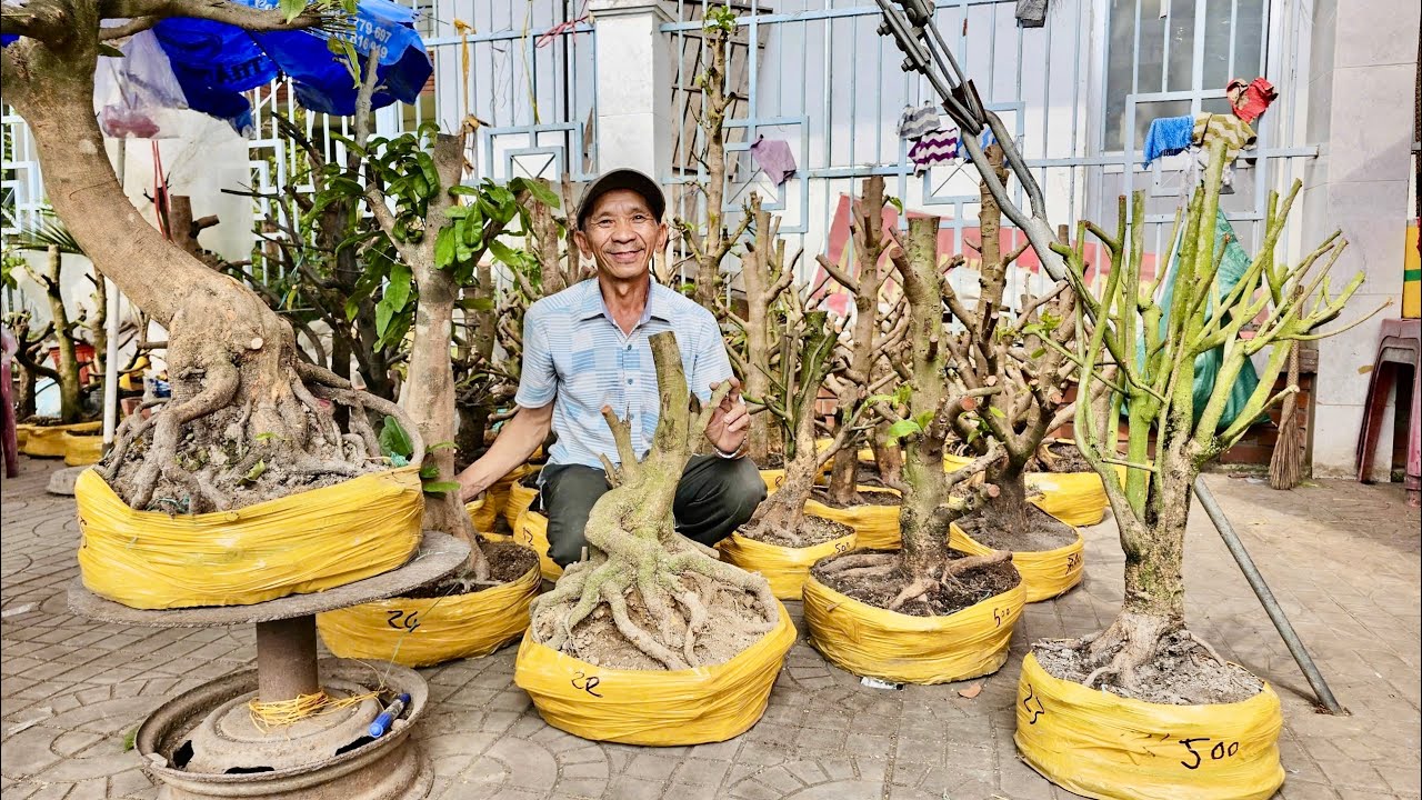 PHÔI MAI VÀNG ngày 12/O3/2026 (#0939524471 PHÚC) PHOI MAI VÀNG  @bonsai Can Tho