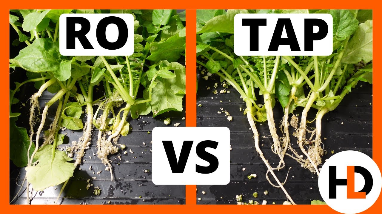 RO vs Tap Water: Hydroponics SHOCKER!