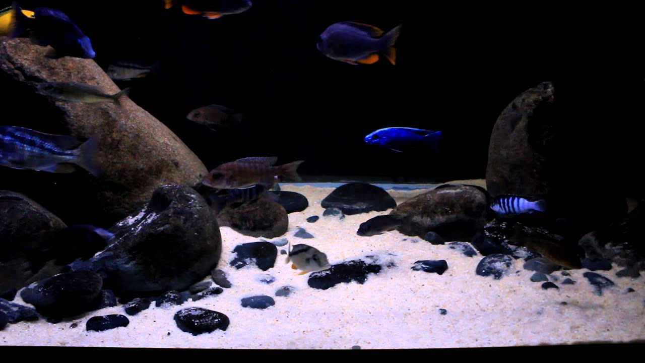 Lake Malawi Display Aquarium 180 Gallon 8/7/15 1080 HD
