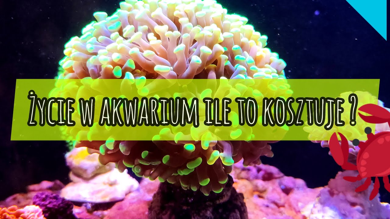 Akwarium morskie - życie w akwarium, ile to kosztuje ? odc.10#akwarystyka #akwarium #morskie