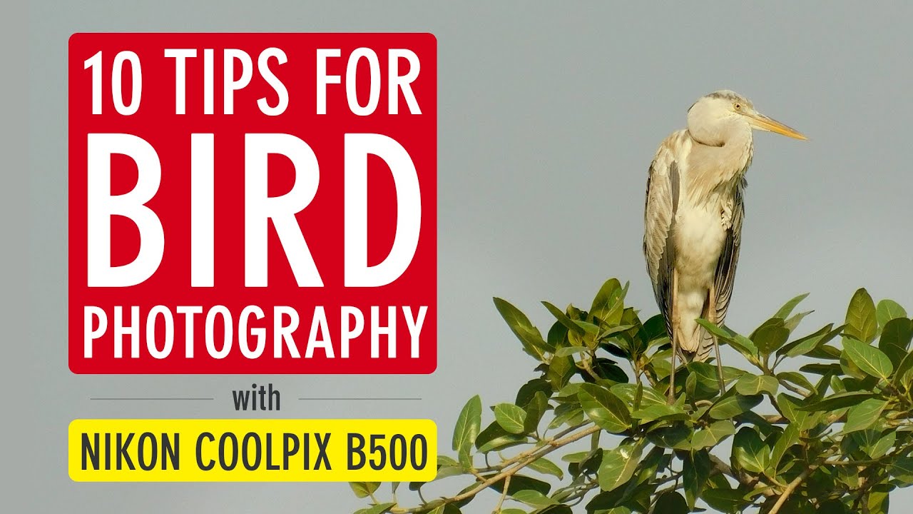 10 Tips for Bird Photography with Nikon Coolpix B500 (Nikon B500 Bird Photography) | Sonika Agarwal
