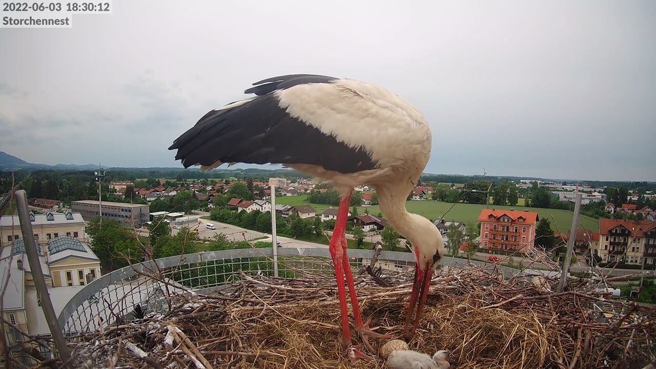 2022-06-03 18:30 - Totes Küken wird aus dem Nest geschmissen - Storchennest Freilassing