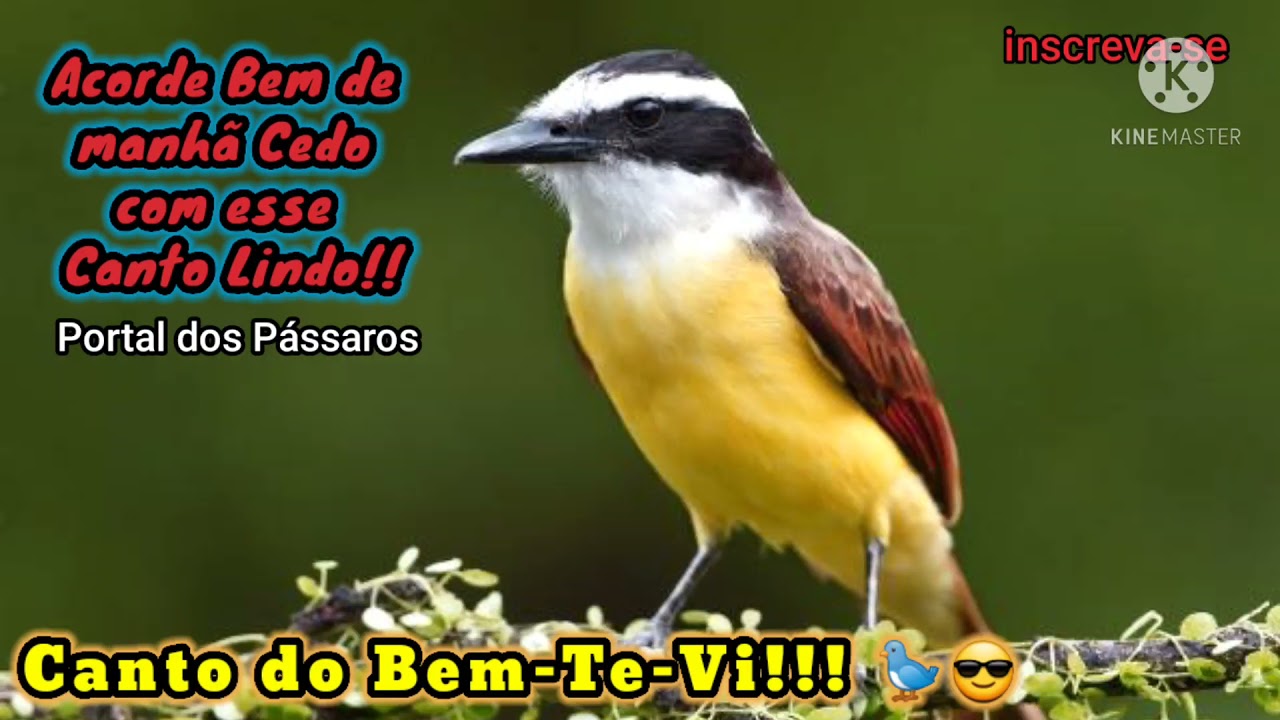 Canto do Bem-te-vi na Natureza 🐦 Sinta-se na casa da Av&oacute; pela Manh&atilde; 😊 Sounds of Birds in Nature