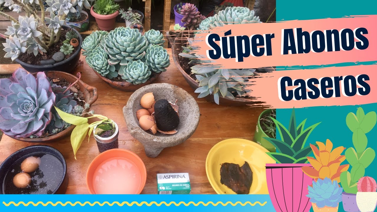 5 abonos mágicos caseros para tus plantas