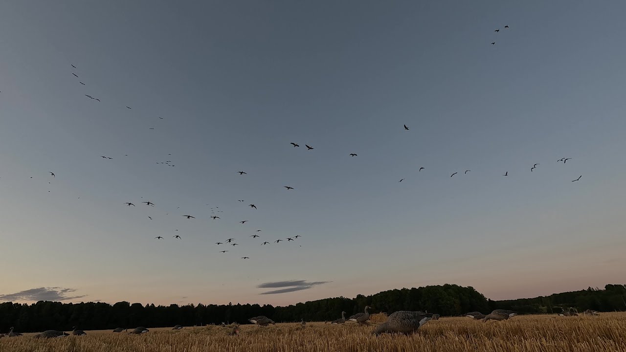 GREYLAG GOOSE Hunt in August 2025 (PERFECT Decoying Goose)