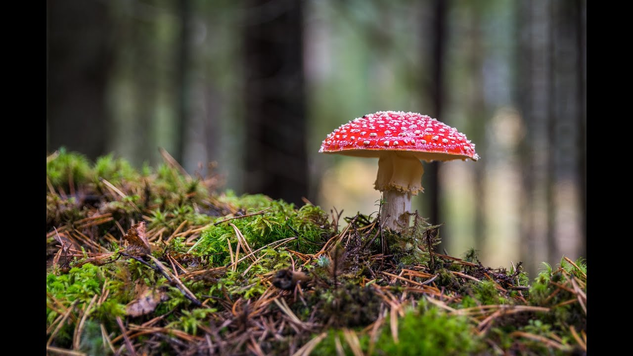 TOP 7 Ciuperci Otravitoare
