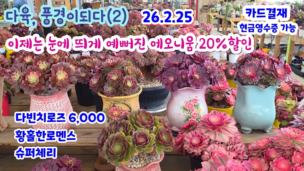 다육풍경이되다 (2) 와~ 예뻐지는 에오니움  20% 할인 연등 레드키티 황홀한로멘스 공작령 리치