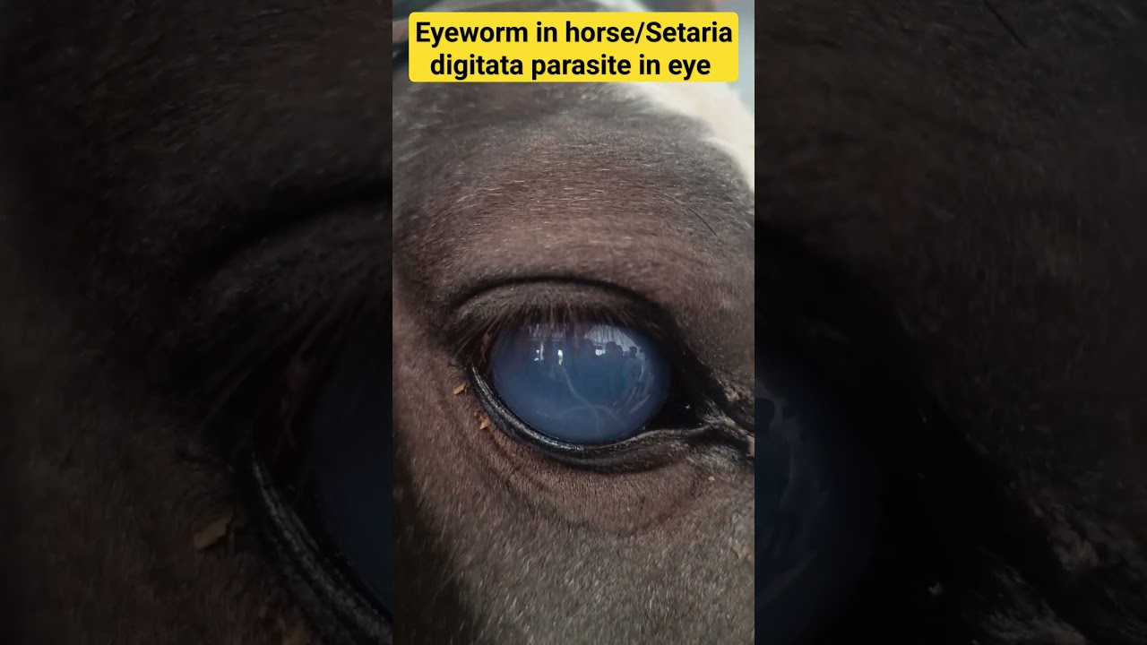 Moving parasite in horse eye/#Eyeworm/#setaria digitata/#घोड़े के आंख में कृमि
