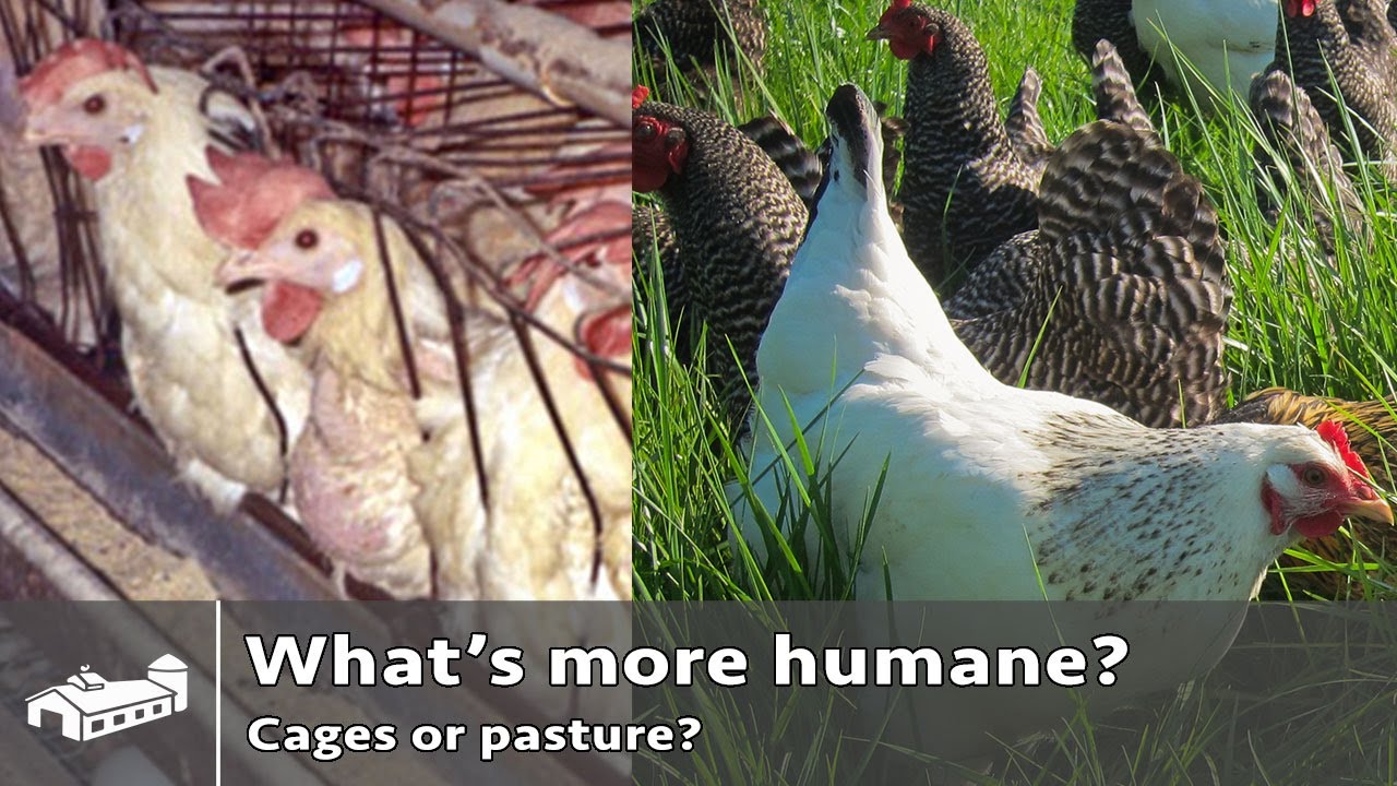 Is pastured poultry more humane? - AMA S10:E1
