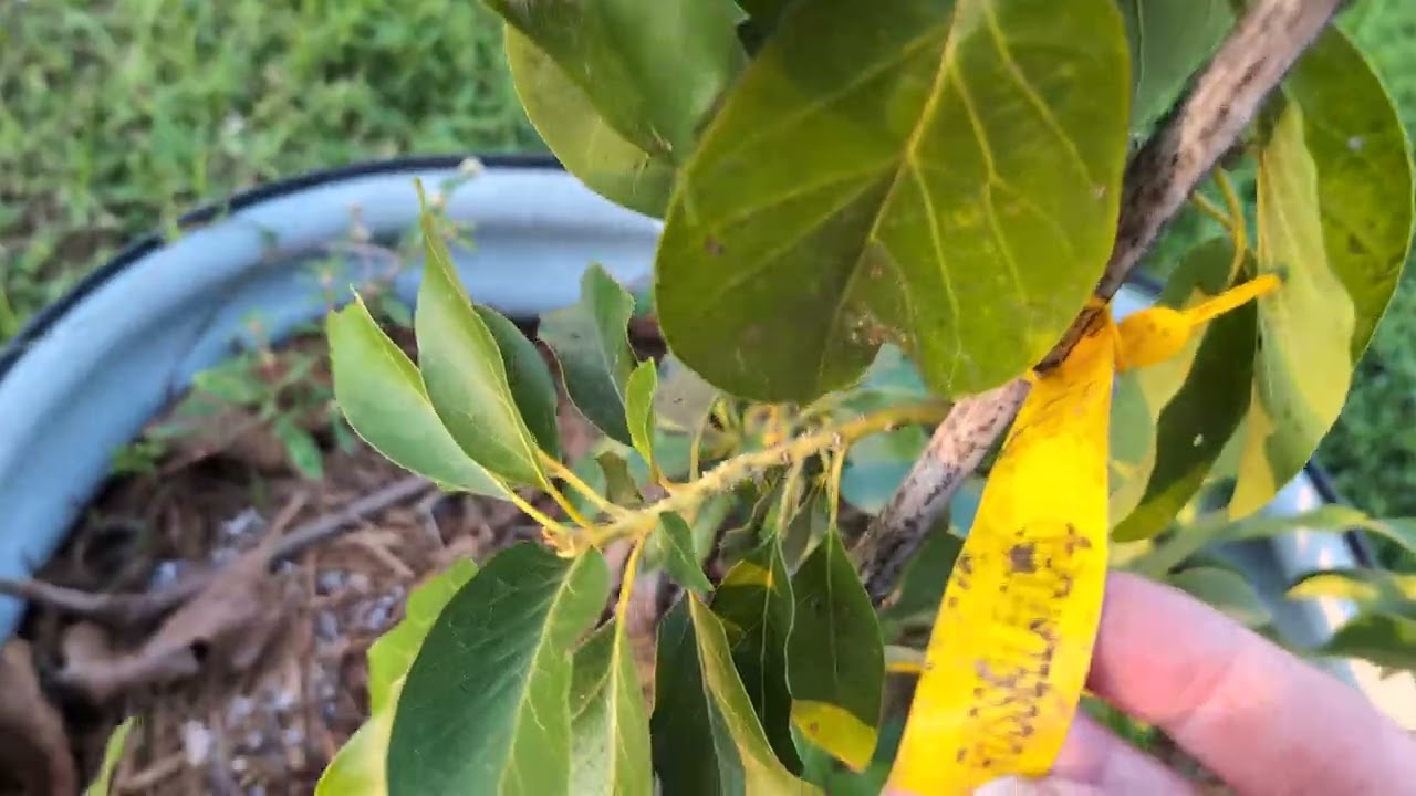 Love & Liberty Food Forest Fruit Tree update!