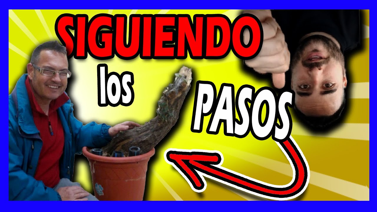COMO PREPARAR #ESTACAS de #OLIVO 🌳 (COMO GUSTAVO QUIÑONERO y @BonsaiFacil 💣💥)#PROYECTO #INESPERADO🔥