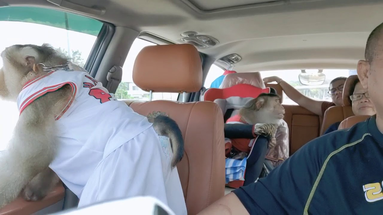 Jk Shaki Trip to pick Stray Cat