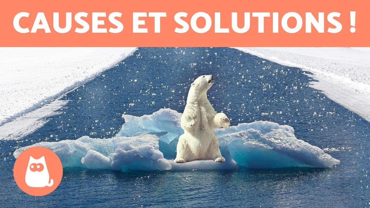 Comment le changement climatique affecte-t-il les animaux? ⚠️ Causes et solutions !