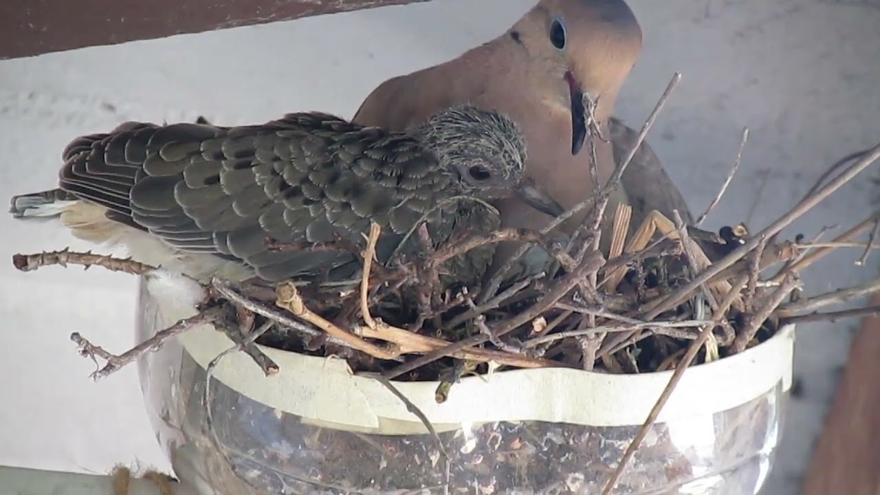 Mama dove and cute baby dove in the nest.