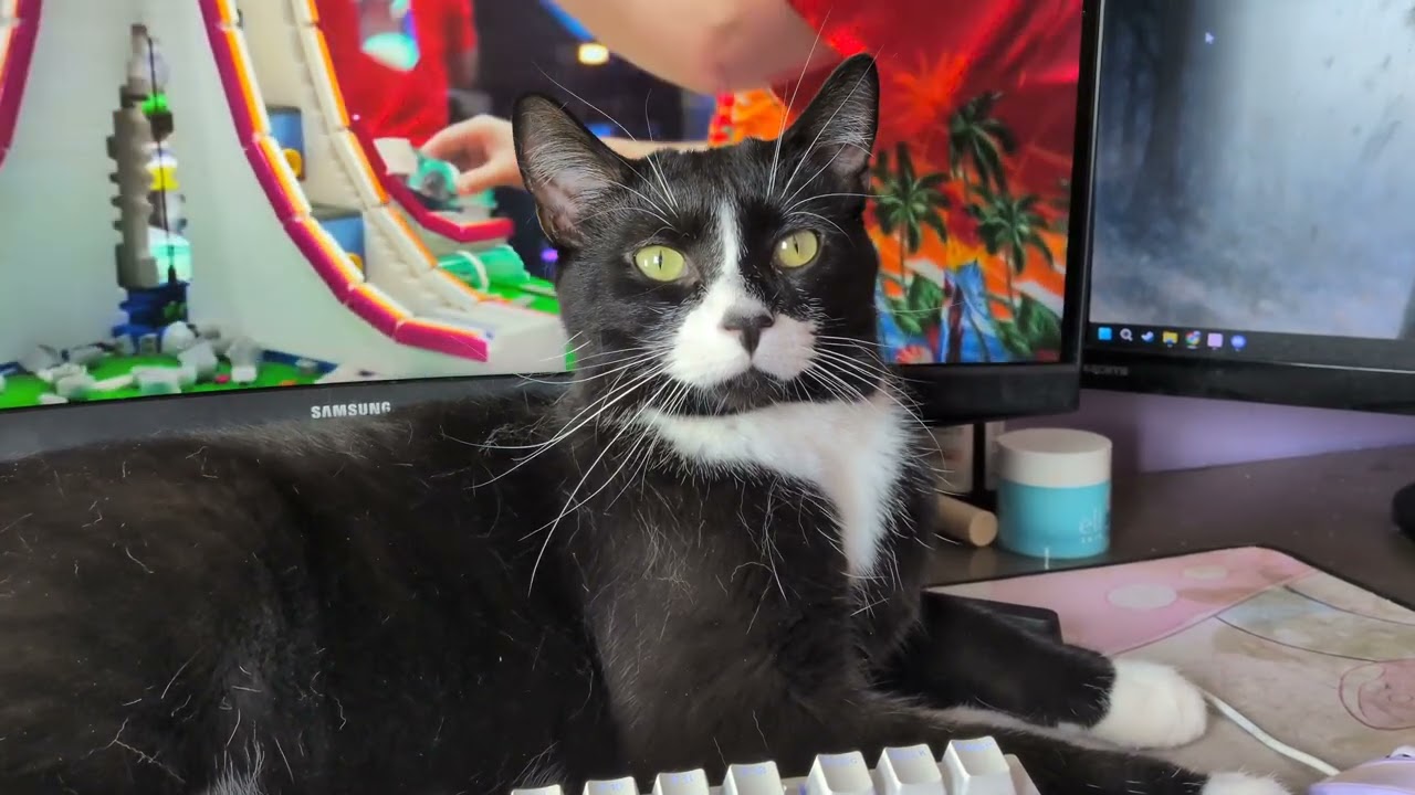 ᓚᘏᗢ Kitty on Computer Desk Needs Attention | Cute Tuxedo Cat Short