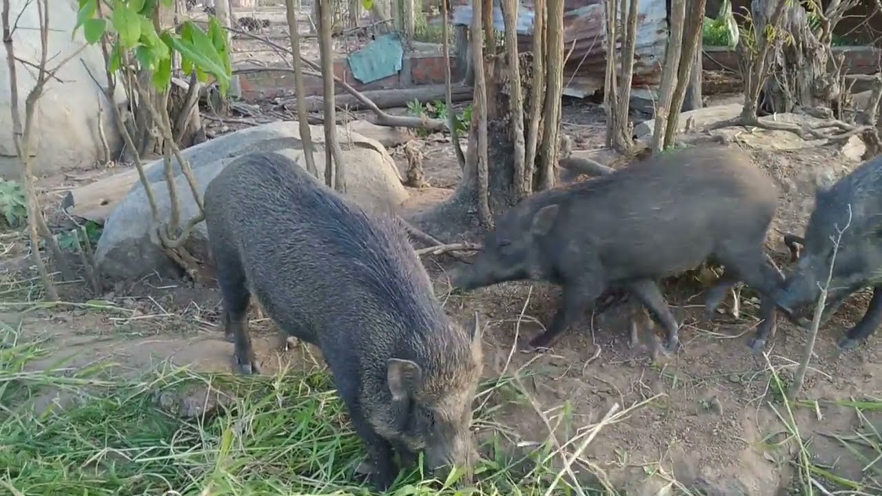 cách chọn heo đực giống