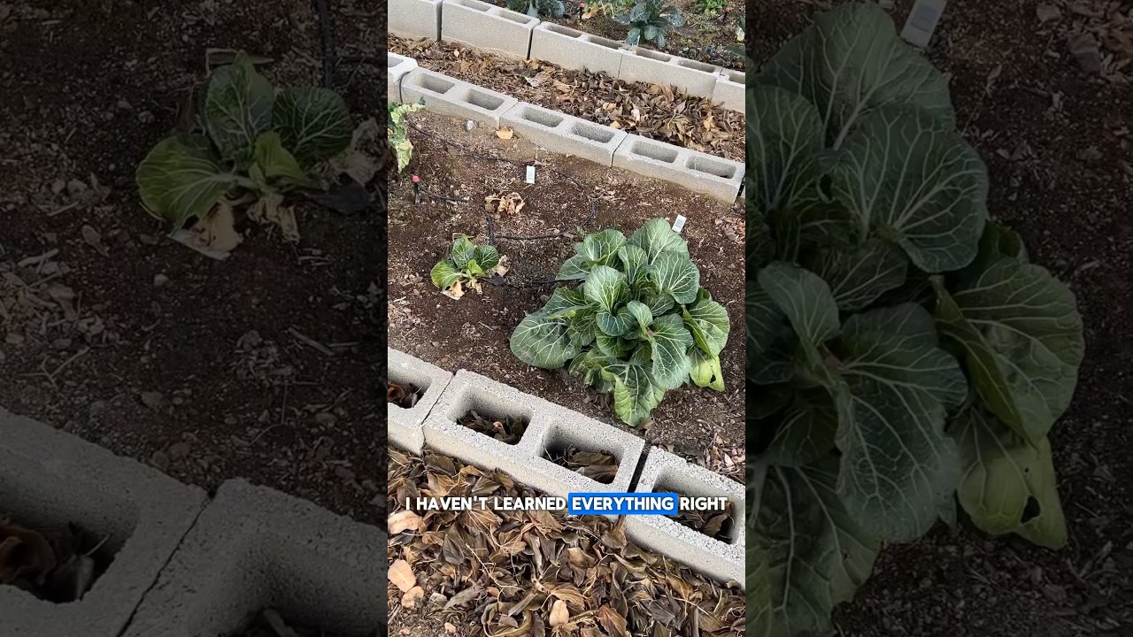 Growing cannabis has taught me a major lesson #gardening #homestead #farming #familyfarm