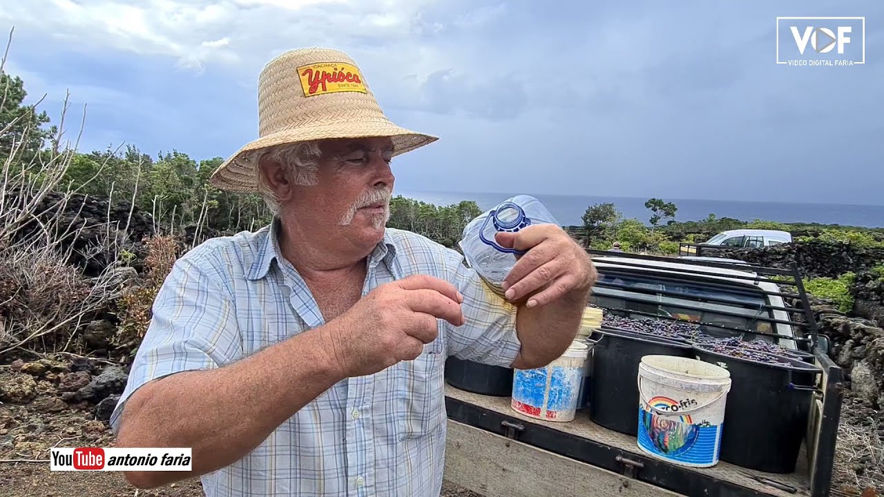 Vindima do Fernando Silva na Ilha do Pico