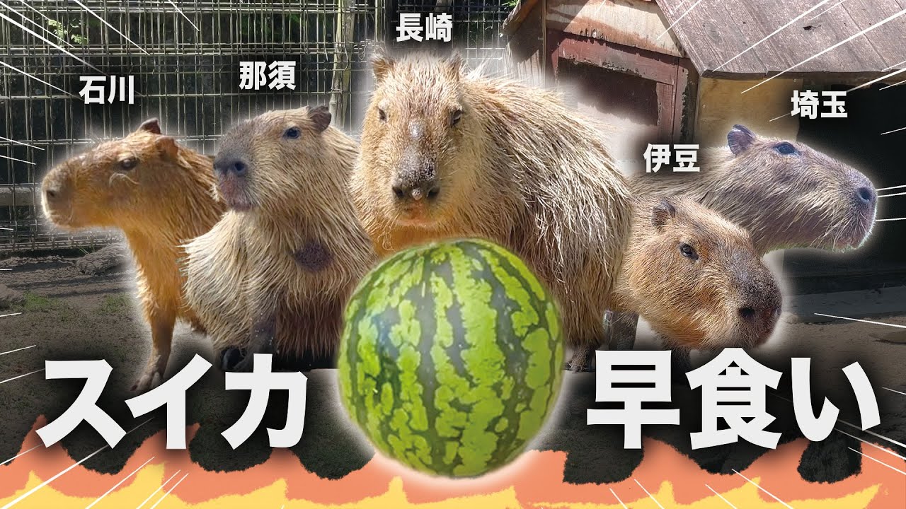 【早食い競争】今年も５園国対抗スイカ早食いに参加しました！