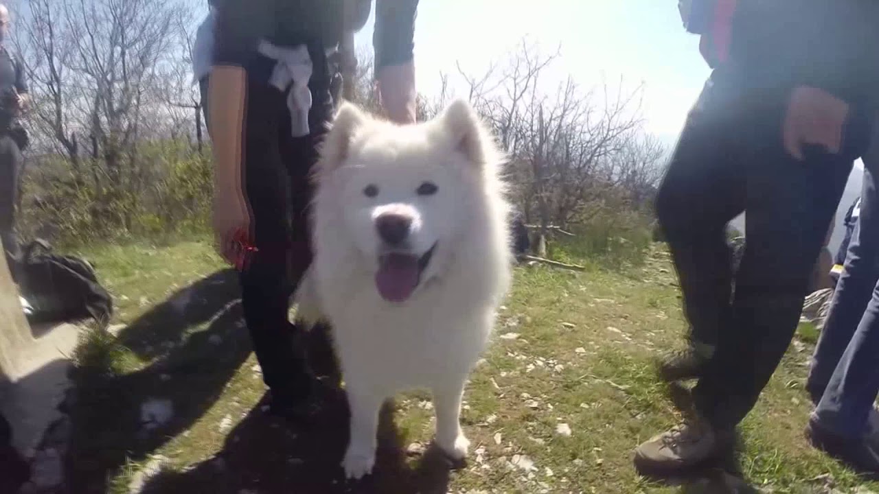 Veliki &Scaron;trbac ||2017|| HD