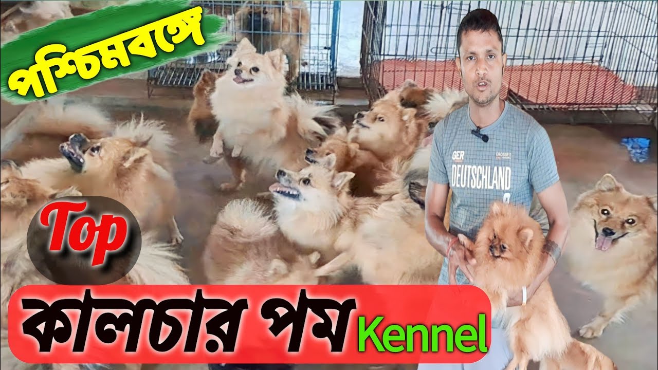 কালচার পম কুকুর 🐕 পালনে ভাগ্য বদল অসীম বাবুর। pom culture dog canal in West Bengal