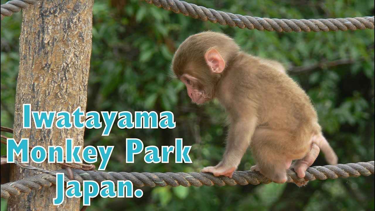 Iwatayama Monkey Park, Arashiyama, Kyoto, Japan. 2012.