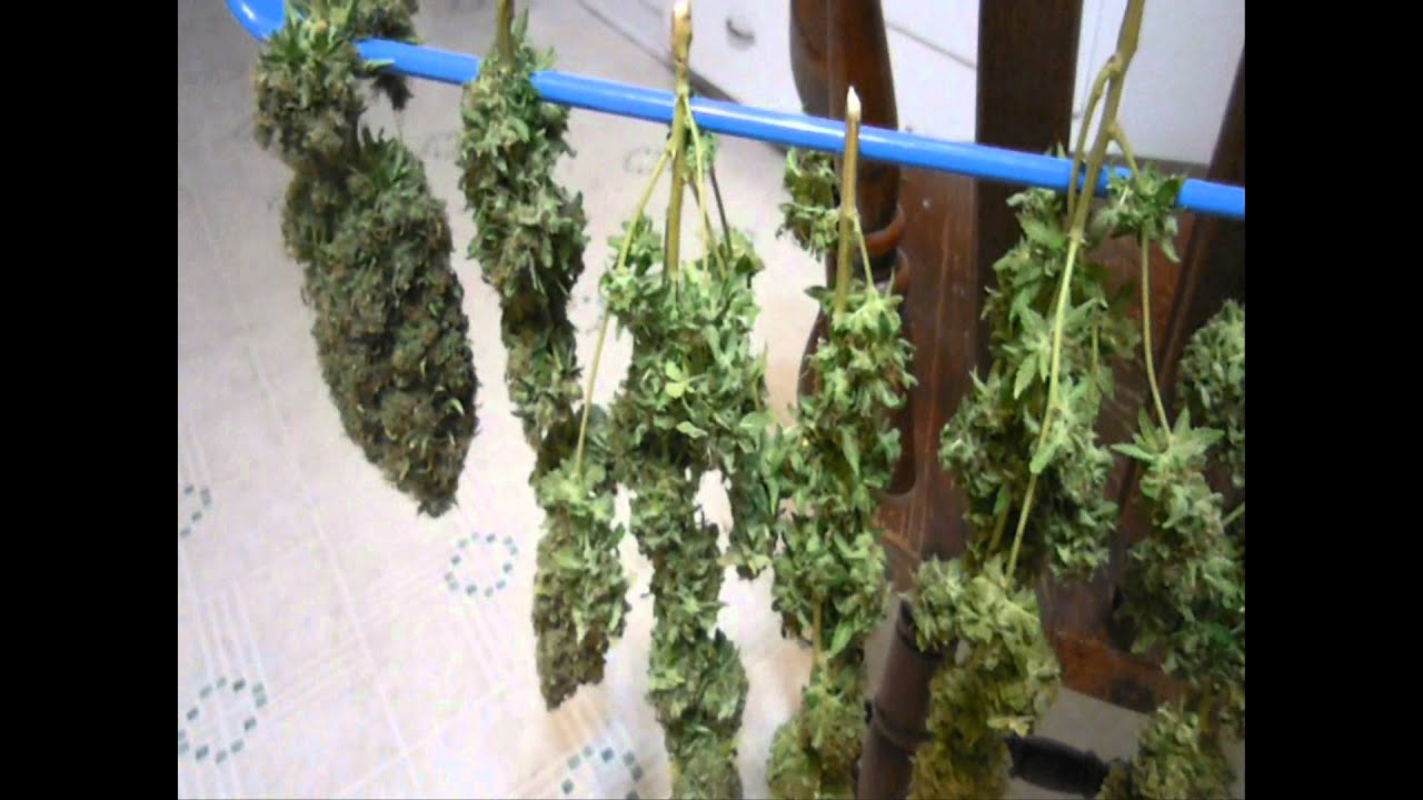 sea of green harvest