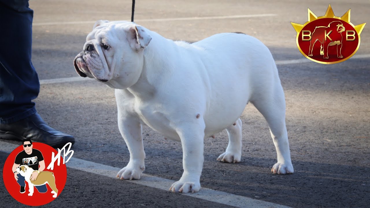 Recuperacion de Bianca, Como lo logre?? BULLDOG INGLES