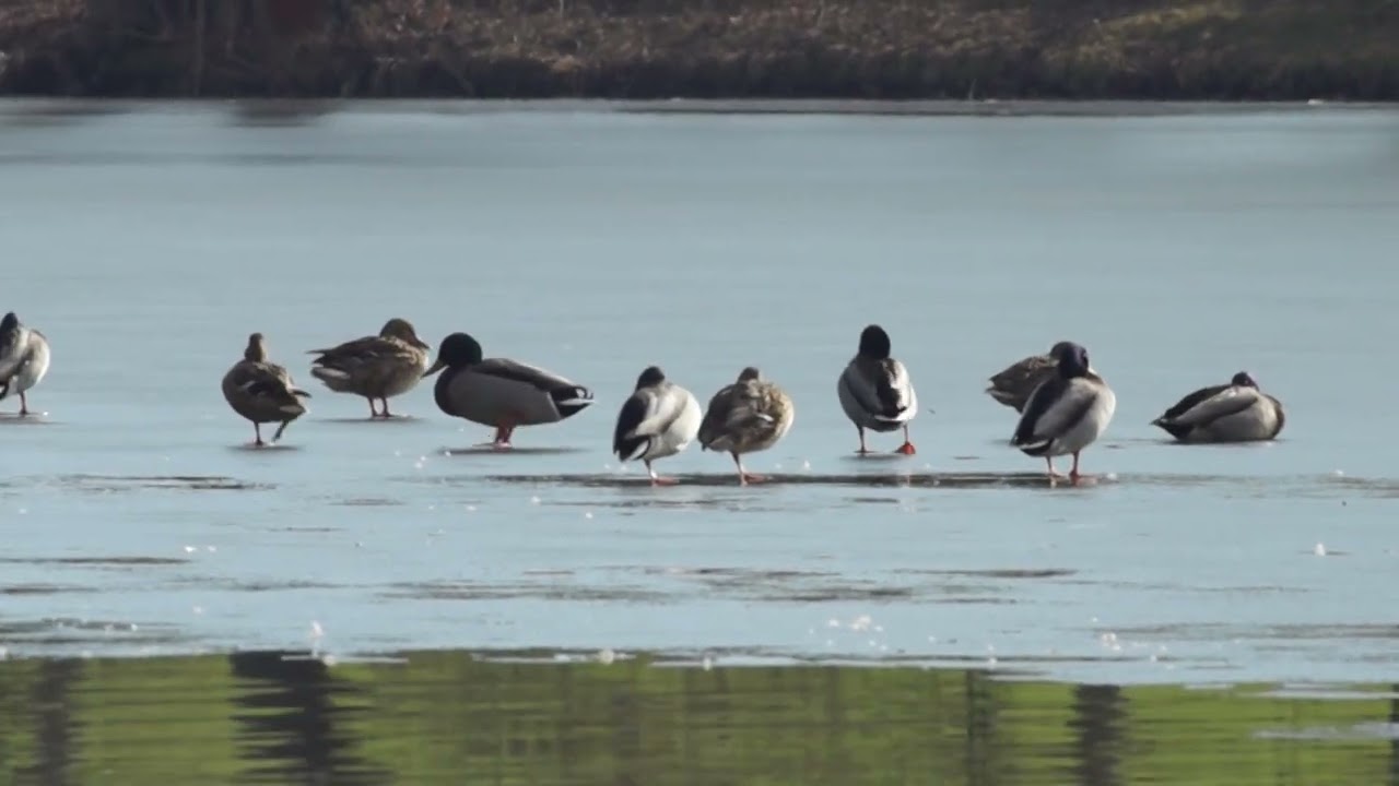 Ducks (Sony A77 + Sigma 300mm AF Tele Macro, FHD 50fps, hand-held)
